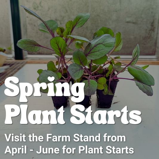 2025 Spring/Summer Plant Starts