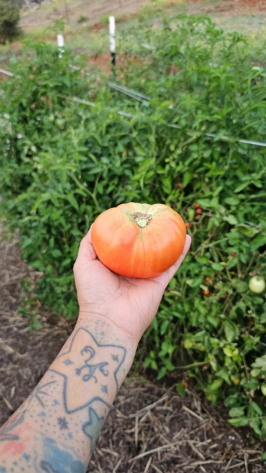 How to Make Your Garden Pop: Simple Fertilizing Tips