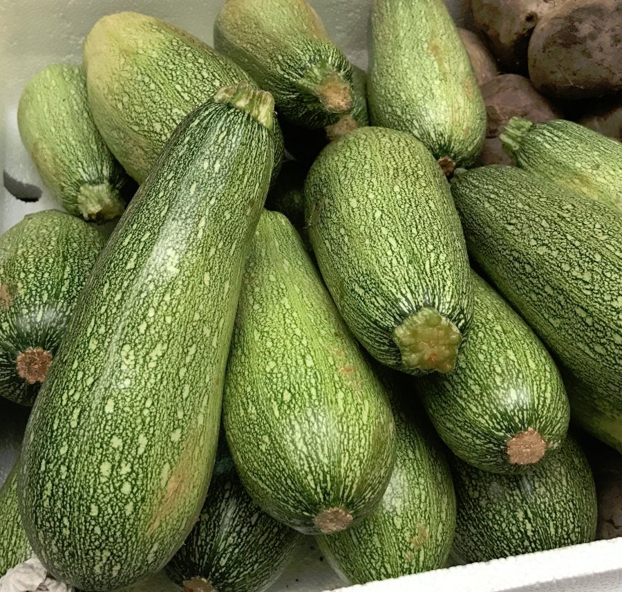 Grey Mexican Squash – Super Simple Farm