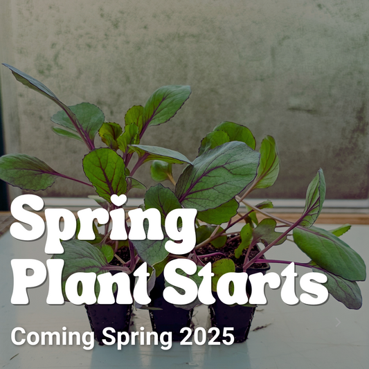 2025 Spring Plant Starts